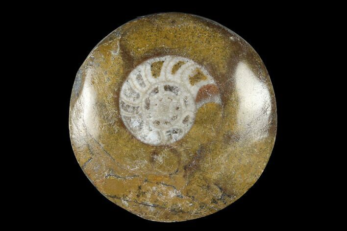 Polished Fossil Goniatite "Buttons" - 1 to 2” - Photo 1